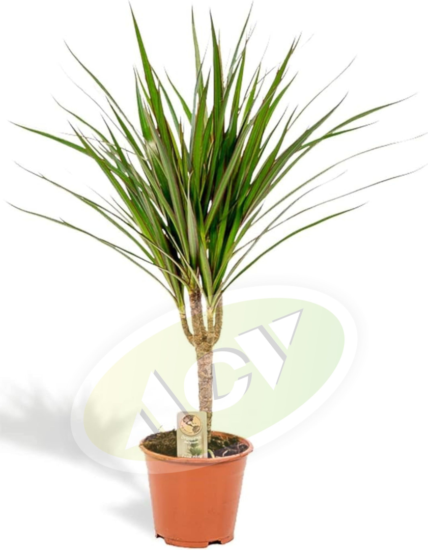 DRACENA NA STAPU